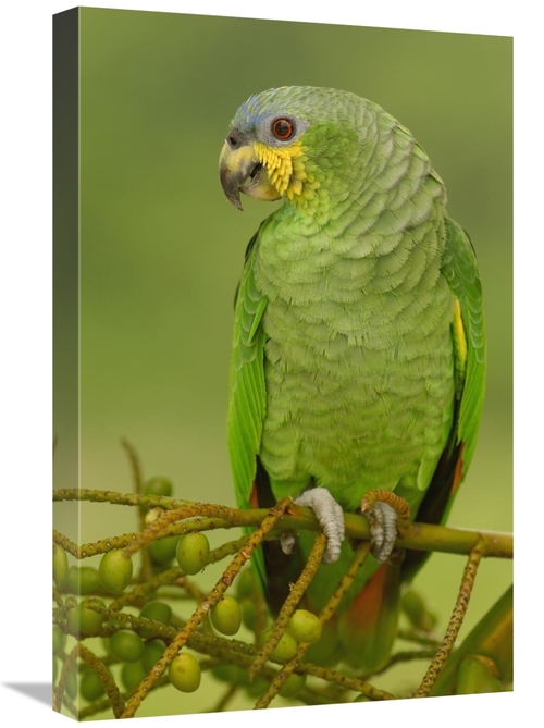 Global Gallery GCS-453218-1624-142 16 x 24 in. Orange-Winged Parrot Pe