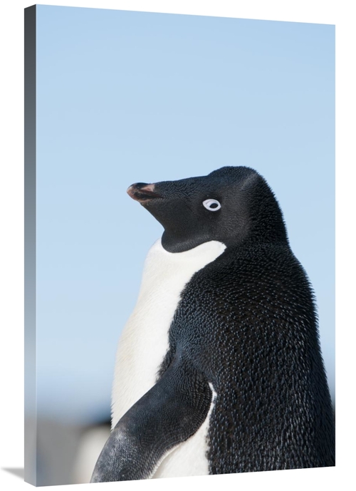 Global Gallery GCS-395605-2436-142 24 x 36 in. Adelie Penguin, Pry