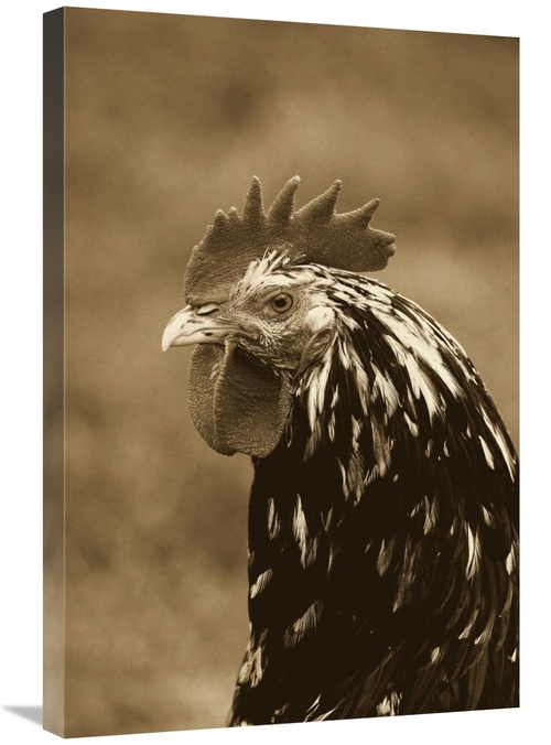 Global Gallery GCS-397518-2030-142 20 x 30 in. Domestic Chicken, G