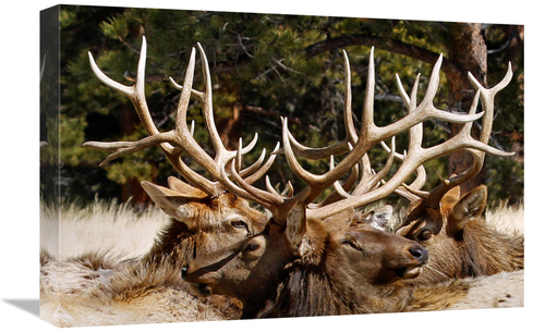 Global Gallery GCS-486585-22-142 22 in. Antler Show Art Print - Vic Sc