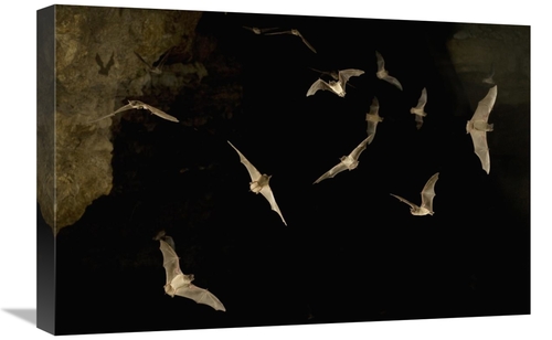 Global Gallery GCS-395695-1624-142 16 x 24 in. Brazilian Free-Tailed B