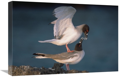 Global Gallery GCS-451519-1624-142 16 x 24 in. Swallow-Tailed Gull Pai