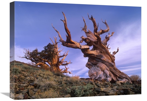 Global Gallery GCS-397131-1824-142 18 x 24 in. Foxtail Pine Ancient Tr