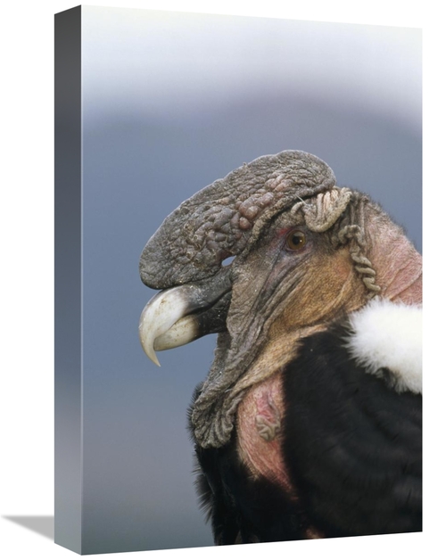 Global Gallery GCS-451246-1218-142 12 x 18 in. Andean Condor Male,
