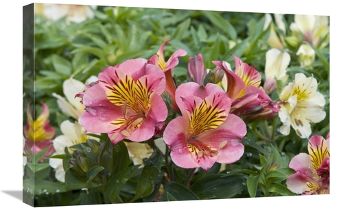 Global Gallery GCS-398402-1624-142 16 x 24 in. Peruvian Lily Princess 