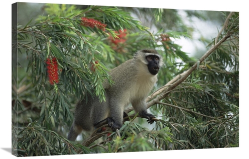 Global Gallery GCS-452363-2436-142 24 x 36 in. Black-Faced Vervet Monk
