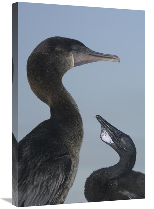 Global Gallery GCS-453077-2030-142 20 x 30 in. Flightless Cormorant At