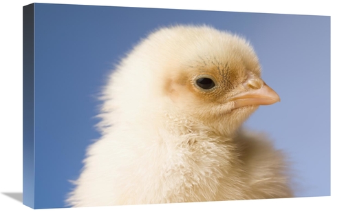 Global Gallery GCS-395703-1624-142 16 x 24 in. Domestic Chicken, B