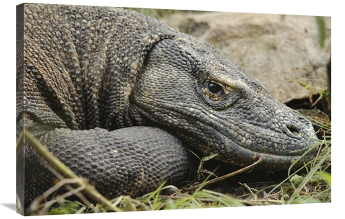 Global Gallery GCS-397541-2436-142 24 x 36 in. Komodo Dragon, Nusa