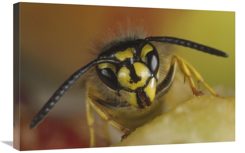 Global Gallery GCS-452511-2030-142 20 x 30 in. Yellowjacket Wasp Feedi