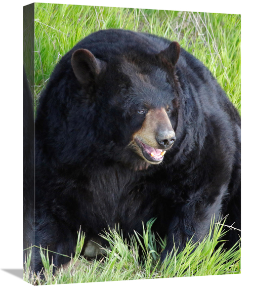 Global Gallery GCS-486430-22-142 22 in. Big Daddy Bear Art Print - Vic