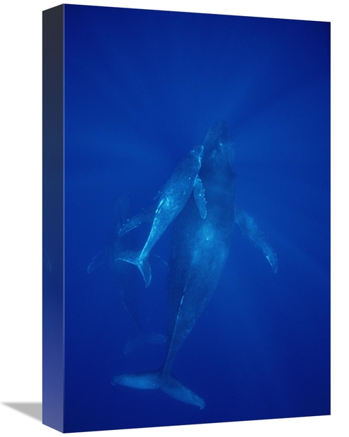 Global Gallery GCS-451039-1218-142 12 x 18 in. Humpback Whale Cow,