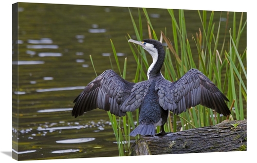 Global Gallery GCS-397489-2436-142 24 x 36 in. Pied Cormorant Drying W