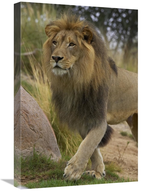 Global Gallery GCS-450878-1624-142 16 x 24 in. African Lion Male Portr