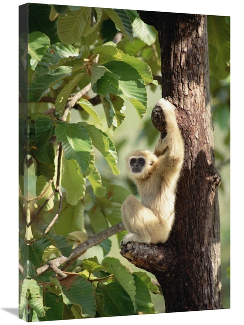 Global Gallery GCS-452820-2030-142 20 x 30 in. White-Handed Gibbon in 