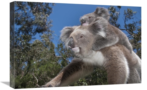 Global Gallery GCS-395632-1624-142 16 x 24 in. Koala Mother Carrying Y