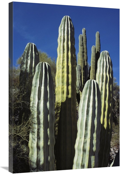 Global Gallery GCS-451712-2436-142 24 x 36 in. Cardon Cacti, Sea o