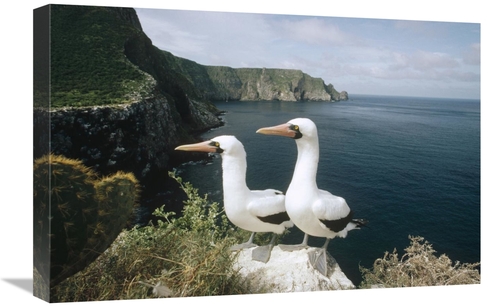 Global Gallery GCS-451293-1624-142 16 x 24 in. Masked Booby Courting P