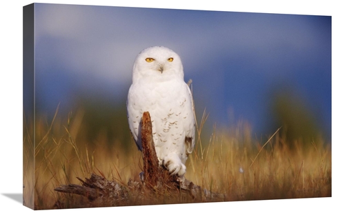 Global Gallery GCS-397104-1624-142 16 x 24 in. Snowy Owl Adult Perchin