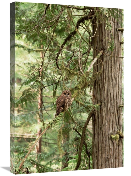 Global Gallery GCS-452740-2030-142 20 x 30 in. Northern Spotted Owl&#4