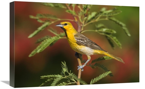 Global Gallery GCS-453358-1624-142 16 x 24 in. Bullocks Oriole Juvenil