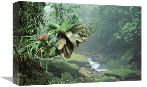 Global Gallery GCS-395643-1218-142 12 x 18 in. Bromeliads Growing Alon