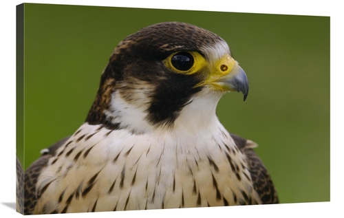 Global Gallery GCS-453105-2436-142 24 x 36 in. Peregrine Falcon Portra