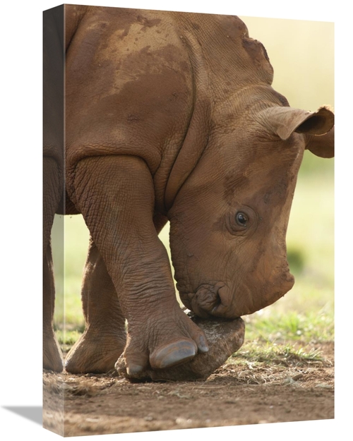 Global Gallery GCS-395500-1218-142 12 x 18 in. White Rhinoceros Calf P