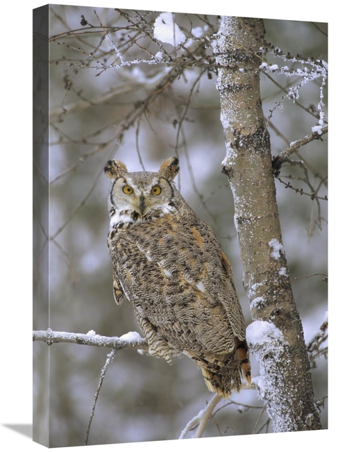 Global Gallery GCS-397105-1624-142 16 x 24 in. Great Horned Owl in Its