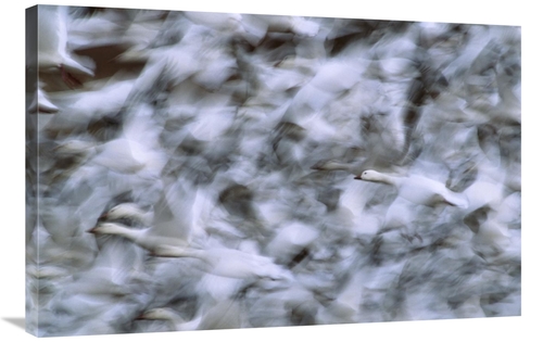 24 x 36 in. Snow Goose Flock Taking Flight, Bosque Del Apache NWR&