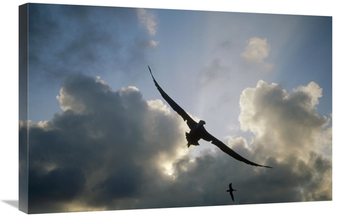 Global Gallery GCS-451365-2030-142 20 x 30 in. Waved Albatross Flying 