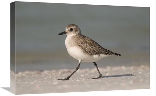 Global Gallery GCS-397369-1624-142 16 x 24 in. Black-Bellied Plover Wa
