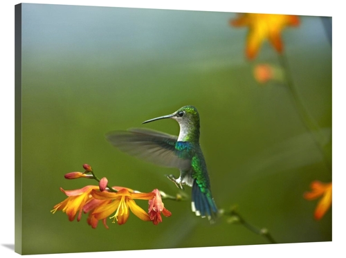 Global Gallery GCS-396258-3040-142 30 x 40 in. Green-Crowned Woodnymph