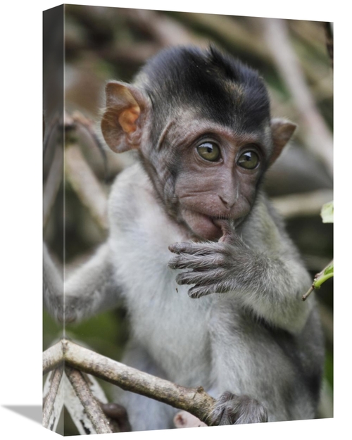 Global Gallery GCS-397704-1218-142 12 x 18 in. Long-Tailed Macaque Bab