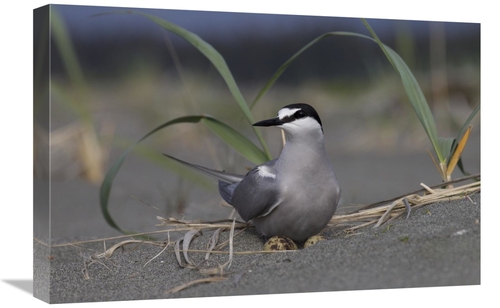 Global Gallery GCS-395434-1624-142 16 x 24 in. Aleutian Tern on Ground