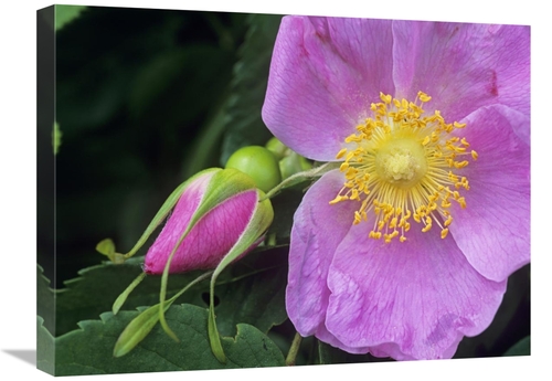 Global Gallery GCS-396076-1824-142 18 x 24 in. Rose Flower, Britis