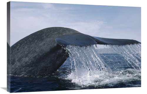 Global Gallery GCS-450604-2436-142 24 x 36 in. Blue Whale Tail, Se