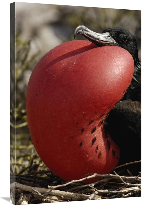 Global Gallery GCS-453054-2436-142 24 x 36 in. Great Frigatebird Male 