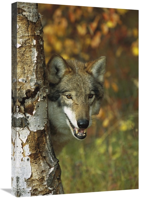 Global Gallery GCS-453313-2030-142 20 x 30 in. Timber Wolf Portrait Pe