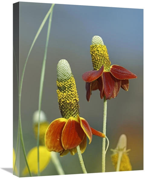 Global Gallery GCS-452234-1824-142 18 x 24 in. Mexican Hat Flowers in 
