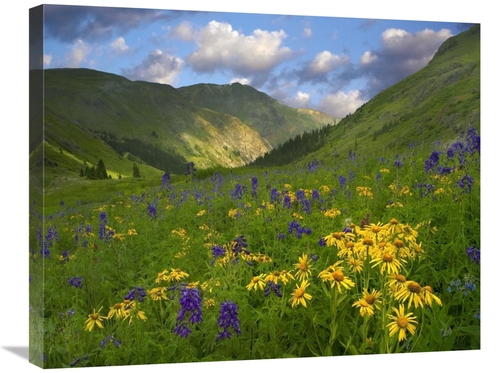 Global Gallery GCS-396567-2228-142 22 x 28 in. Orange Sneezeweed & Del