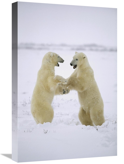 Global Gallery GCS-452503-1624-142 16 x 24 in. Polar Bear Two Males Pl