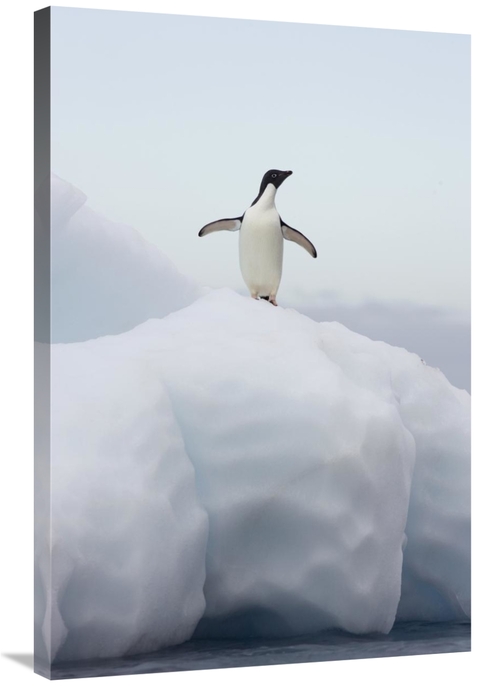 Global Gallery GCS-395826-2436-142 24 x 36 in. Adelie Penguin Standing