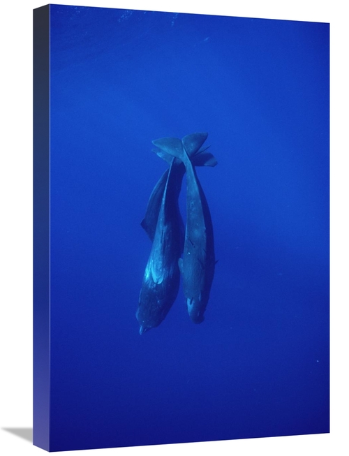 Global Gallery GCS-450611-1624-142 16 x 24 in. Sperm Whale Trio Diving