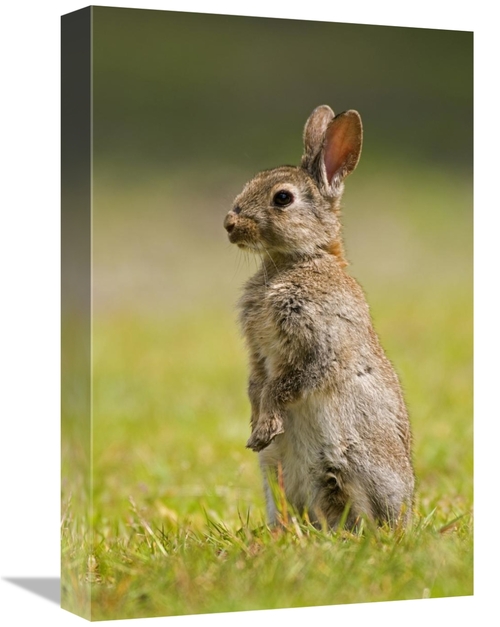 Global Gallery GCS-398240-1218-142 12 x 18 in. European Rabbit Juvenil