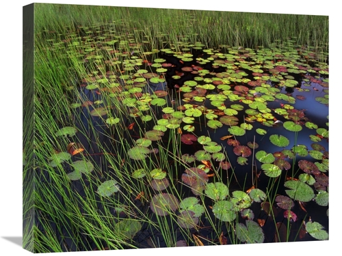 Global Gallery GCS-452223-2024-142 20 x 24 in. Pond with Lily Pads & G