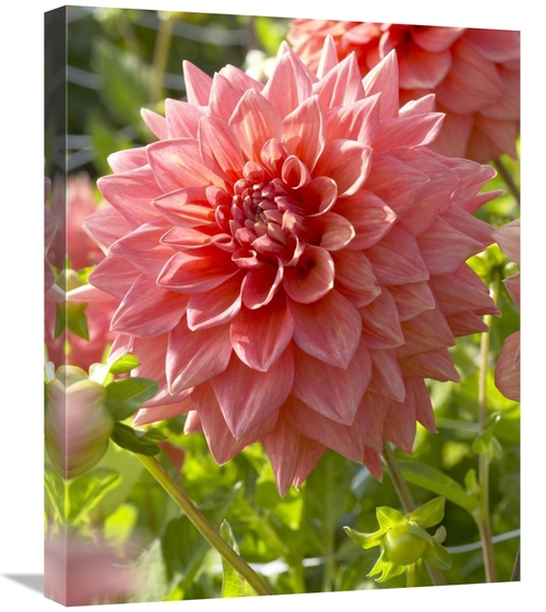 Global Gallery GCS-398364-2024-142 20 x 24 in. Dahlia Beverly Fly Vari