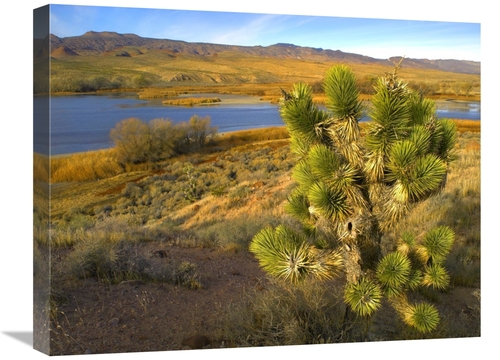 Global Gallery GCS-397121-1824-142 18 x 24 in. Joshua Tree & Wetlands 