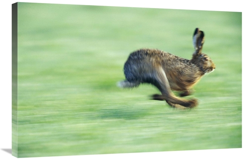 Global Gallery GCS-452517-2436-142 24 x 36 in. European Hare Running&#