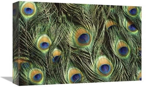 Global Gallery GCS-395767-1218-142 12 x 18 in. Indian Peafowl Display 